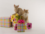 Selkirk Rex