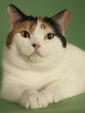 Manx