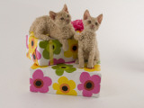 Selkirk Rex