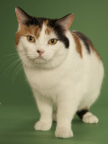 Manx