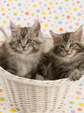 Maine Coon