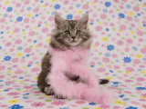 Maine Coon