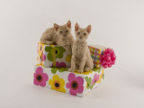 Selkirk Rex