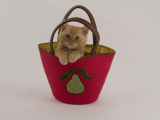 Selkirk Rex