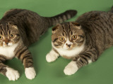 Scottish Fold