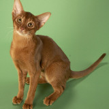 Abyssinian