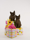 Sable Burmese