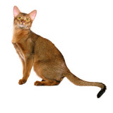 Abyssisnian