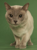 Tonkinese