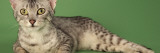 Egyptian Mau