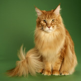 Maine Coon