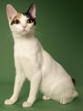 Japanese Bobtail