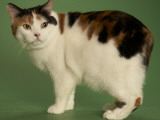 Manx