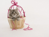Maine Coon