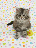 Maine Coon
