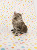 Maine Coon