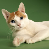 Japanese Bobtail