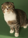 Scottish Fold