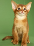 Abyssinian