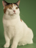 Manx
