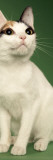 Japanese Bobtail