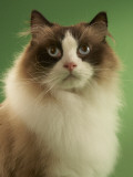 Ragdoll