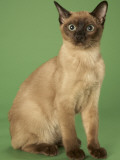 Tonkinese