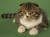 Scottish Fold