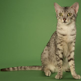 Egyptian Mau