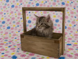 Maine Coon