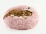 Selkirk Rex