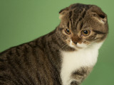Scottish Fold