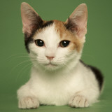 Japanese Bobtail
