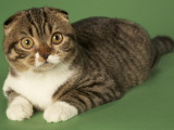 Scottish Fold