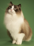 Ragdoll