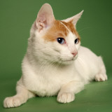 Japanese Bobtail