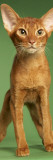 Abyssinian