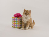 Selkirk Rex