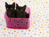 Sable Burmese