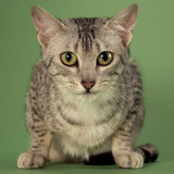 Egyptian Mau