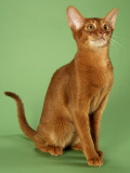 Abyssinian