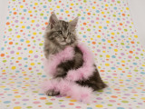 Maine Coon