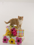 Selkirk Rex