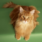 Maine Coon