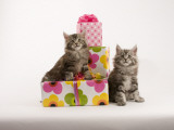 Maine Coon