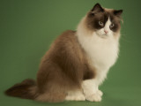 Ragdoll