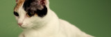 Japanese Bobtail