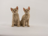 Selkirk Rex