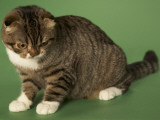 Scottish Fold