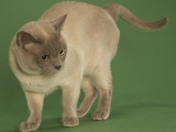 Tonkinese